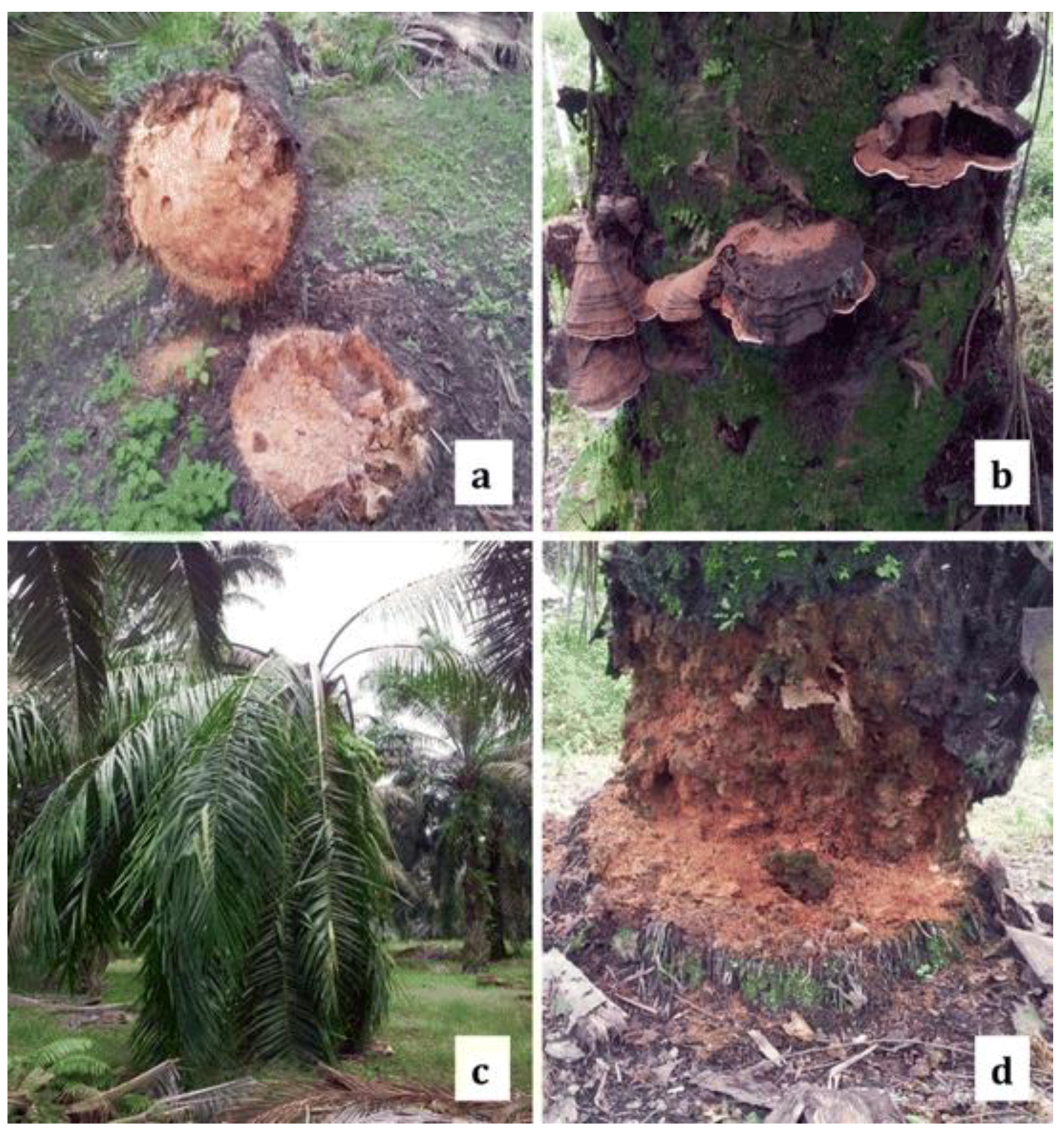 Sensors 21 03052 g001