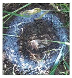 Sensors 21 03175 i003