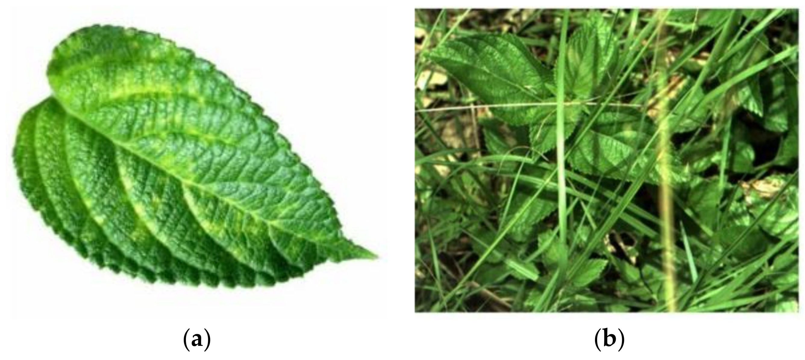 Sensors 21 03647 g002