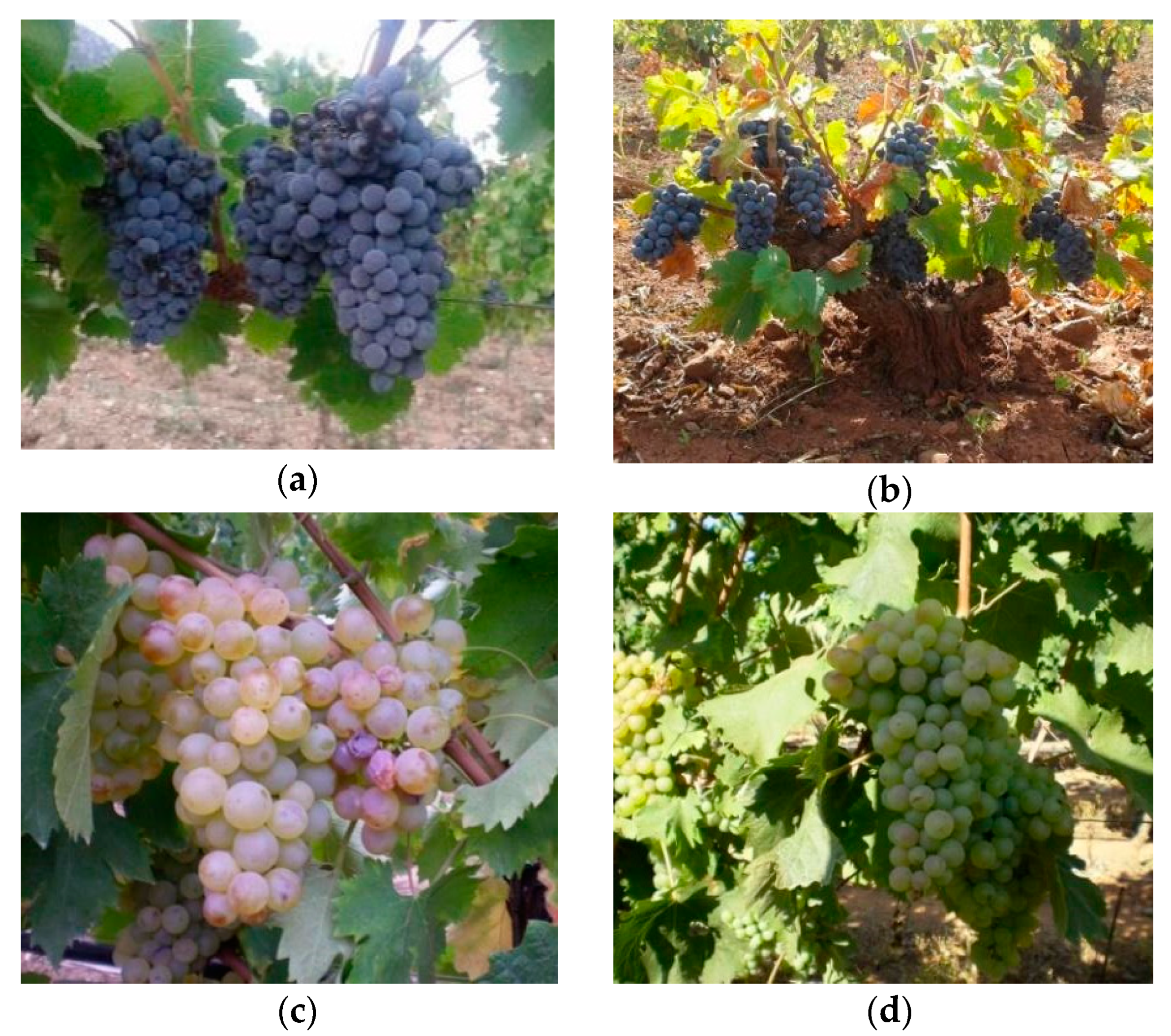 Sensors 21 03908 g004