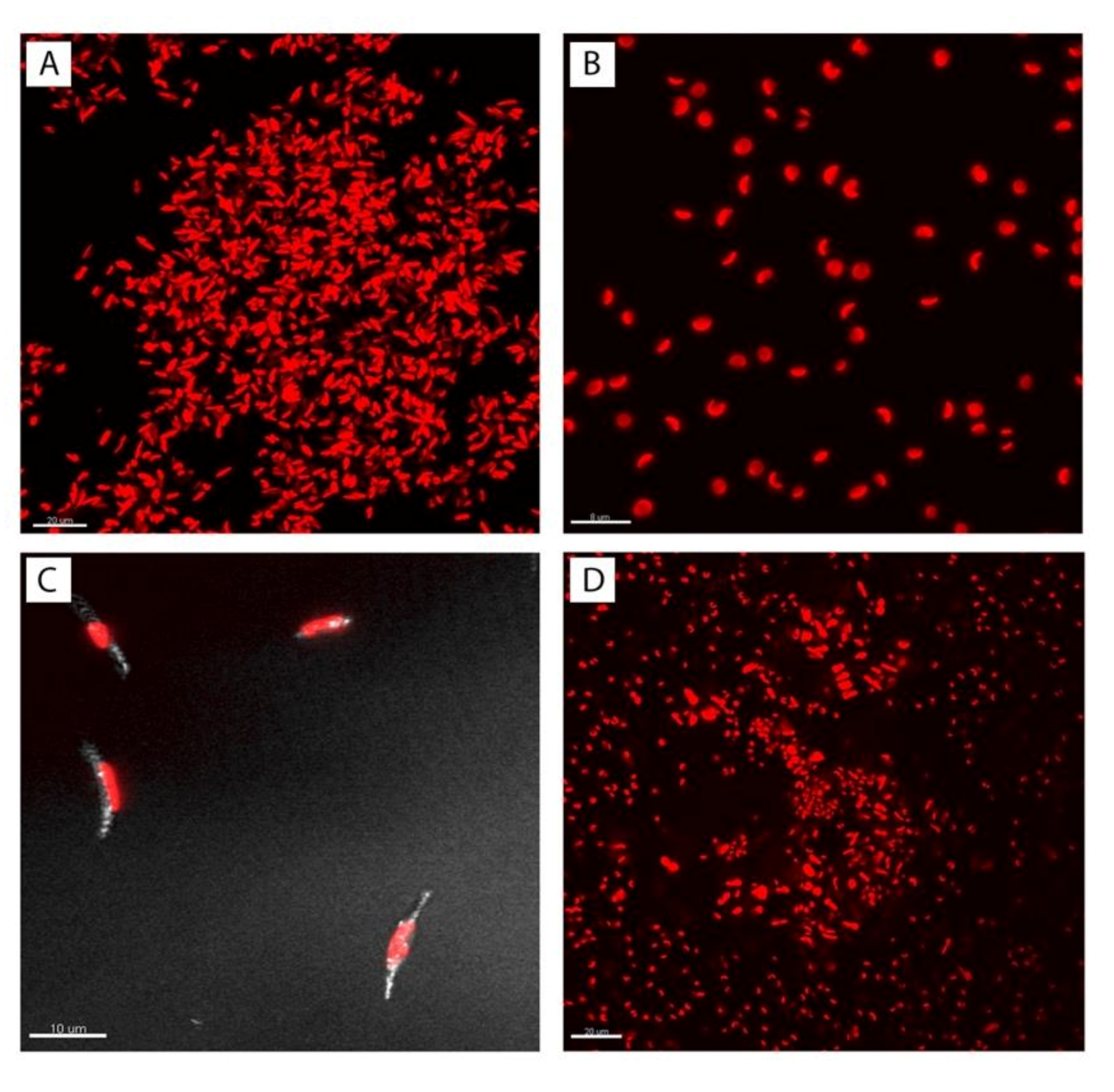 Sensors 21 04052 g001