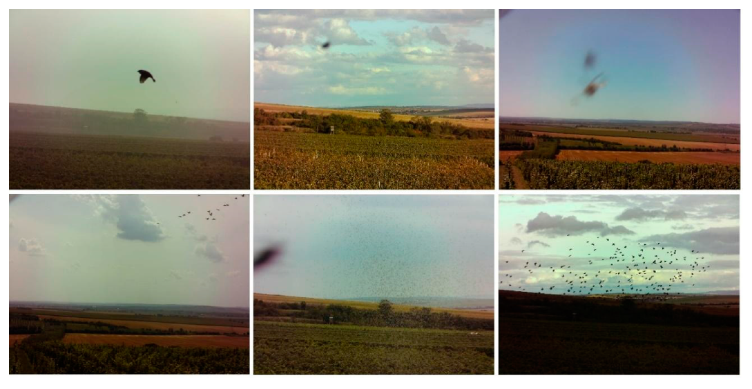 Sensors 21 04244 g006