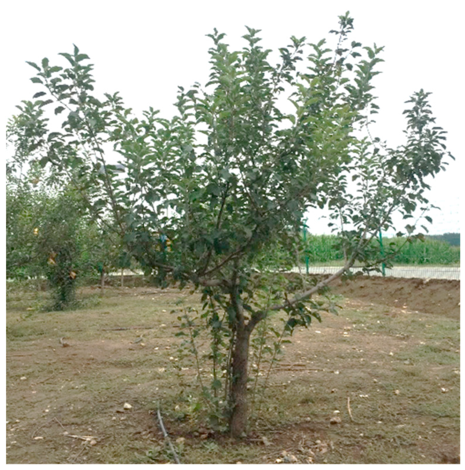 Sensors 21 04252 g007