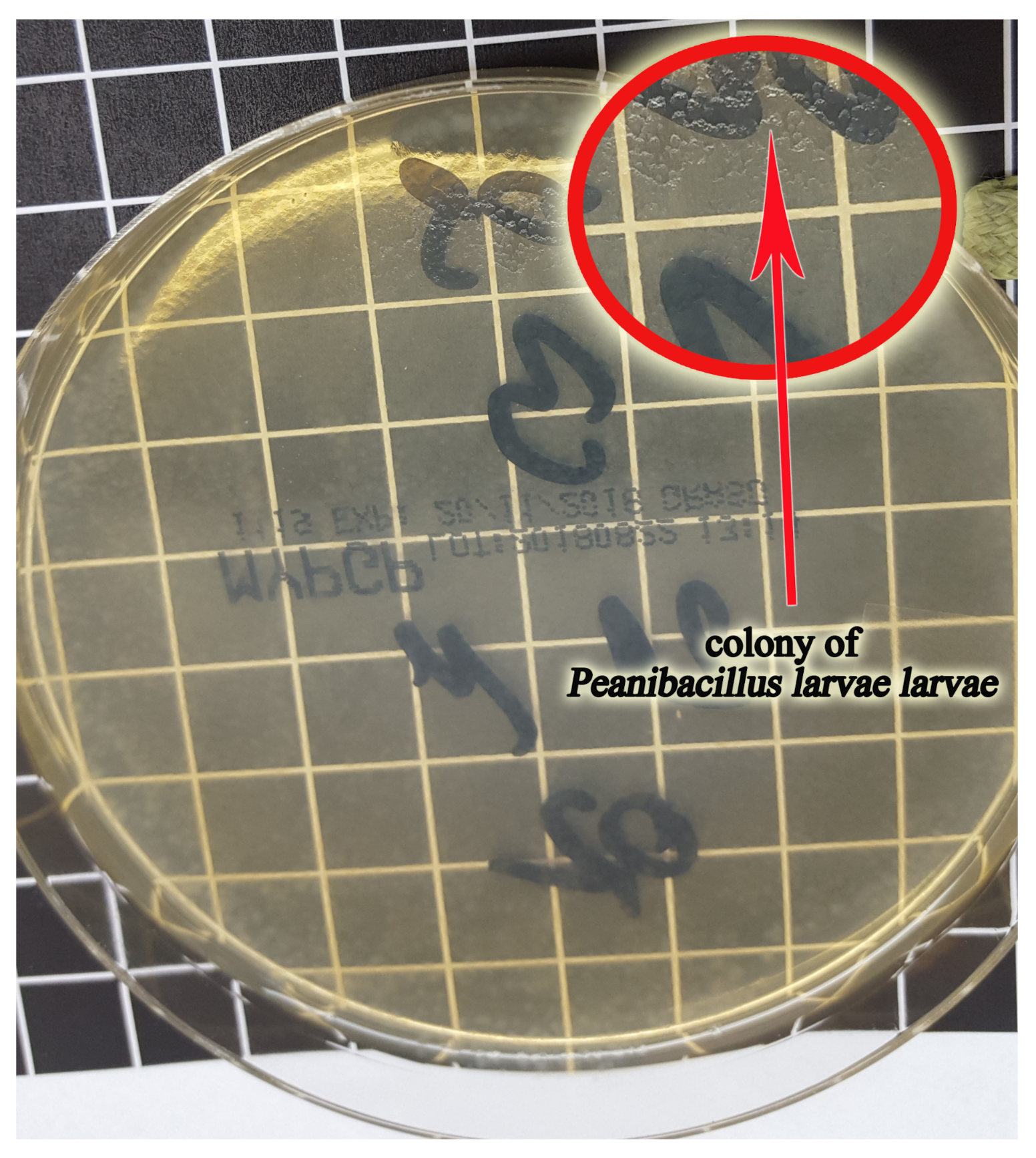 Sensors 21 04917 g004