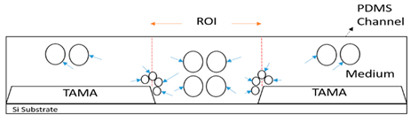 Sensors 21 04957 i004