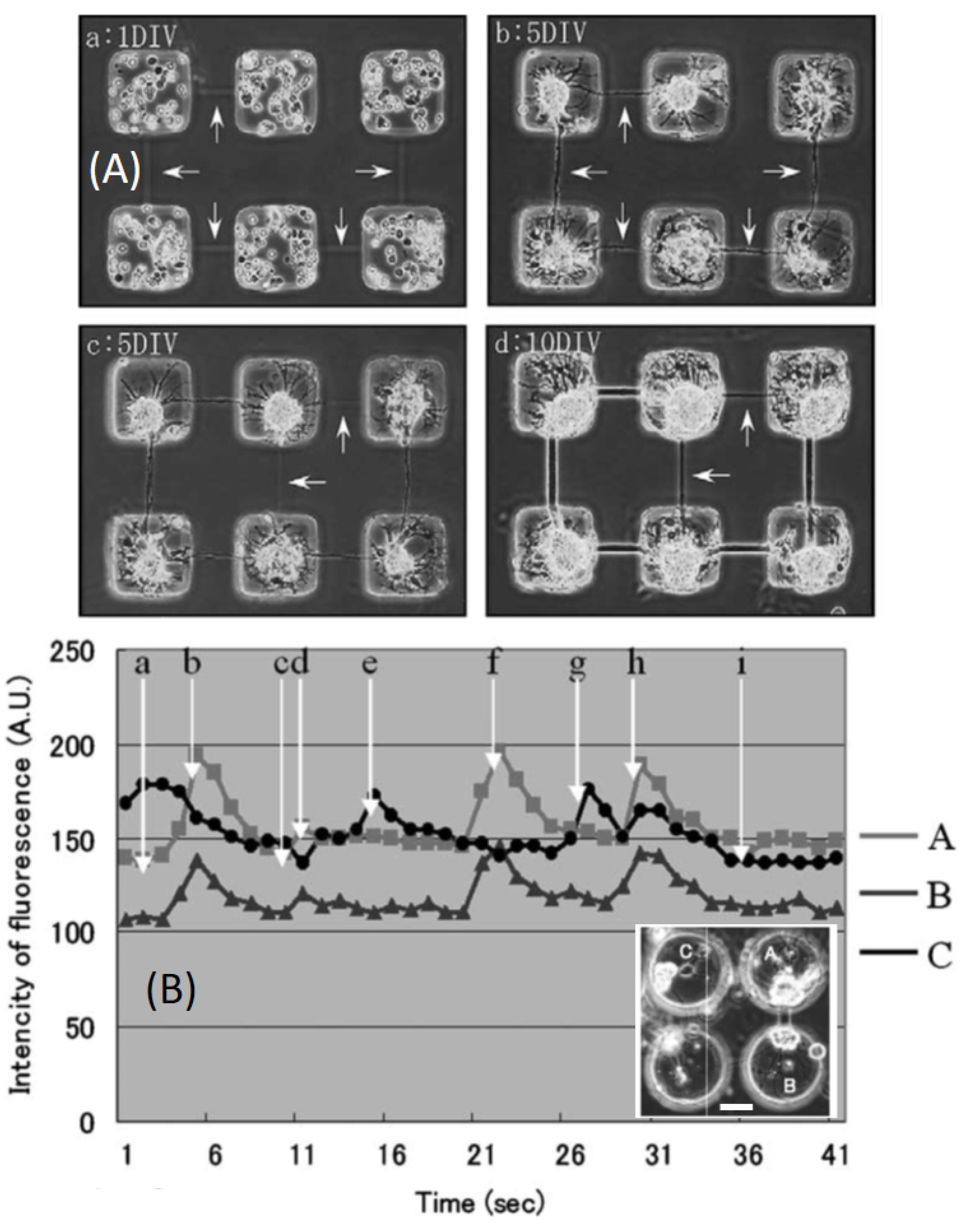 Sensors 21 05891 g006