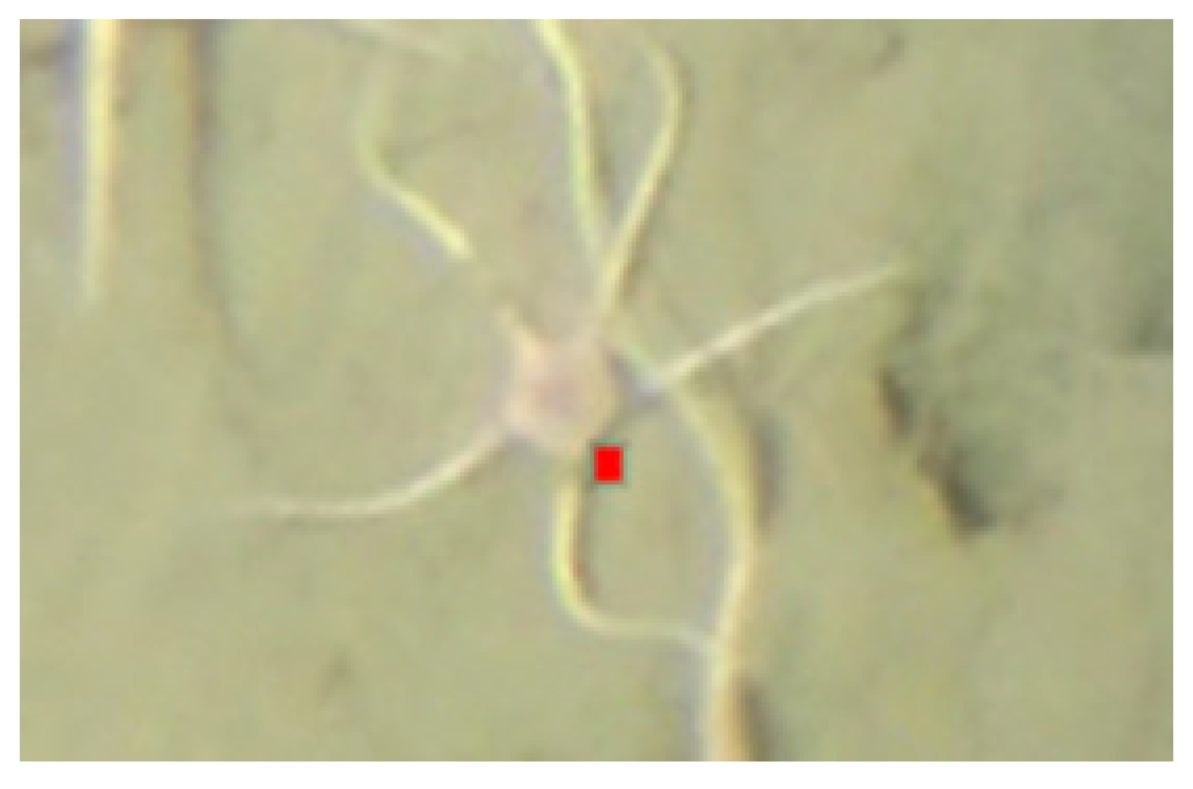 Sensors 21 07598 g007