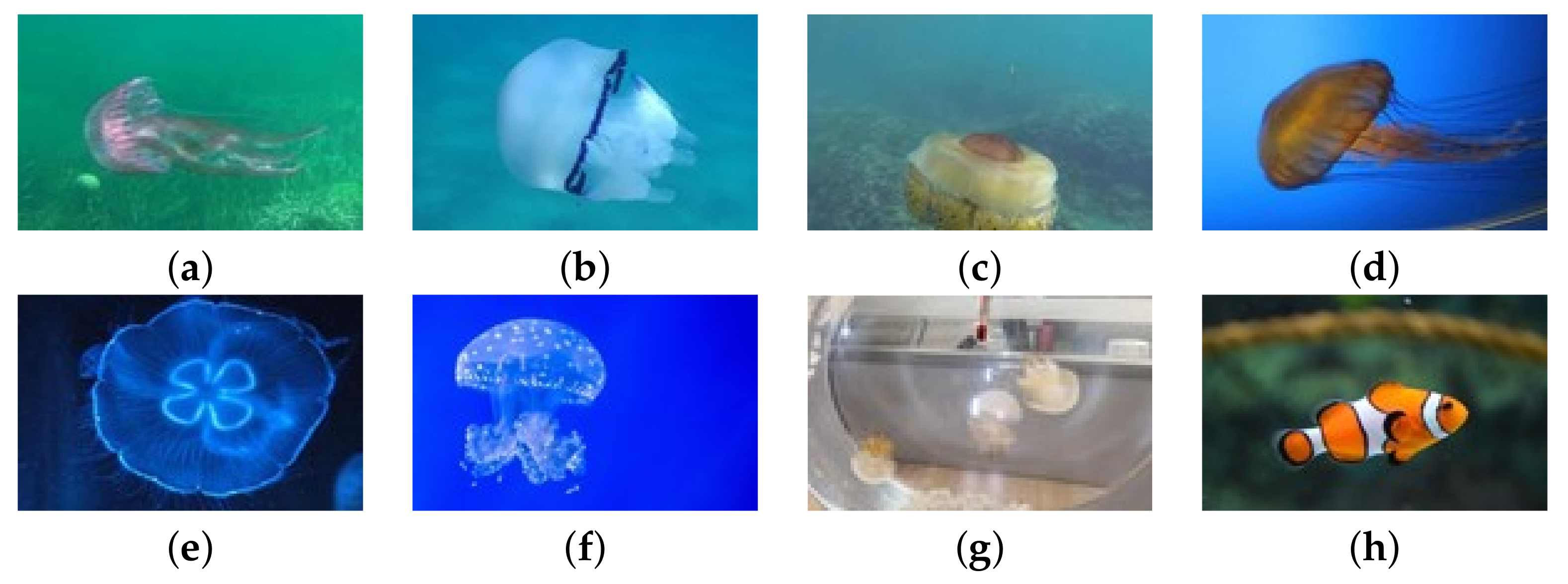 Sensors 21 08160 g001