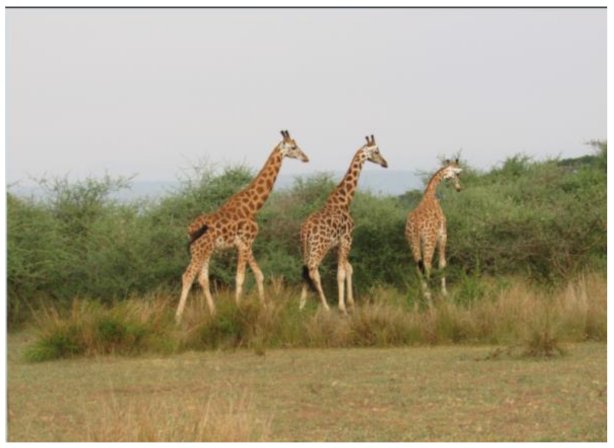 Sensors 22 01109 i005