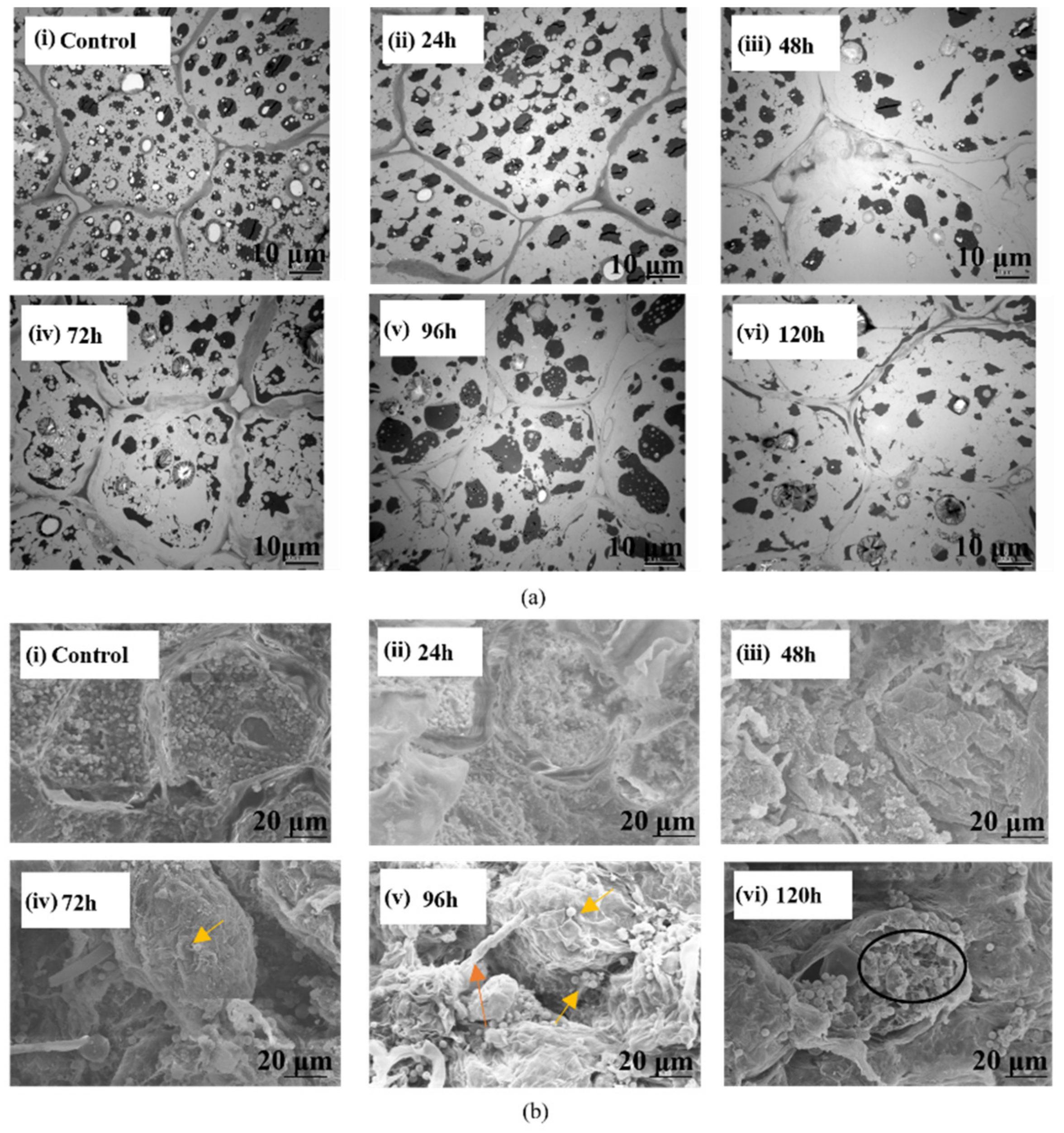 Sensors 22 04864 g008