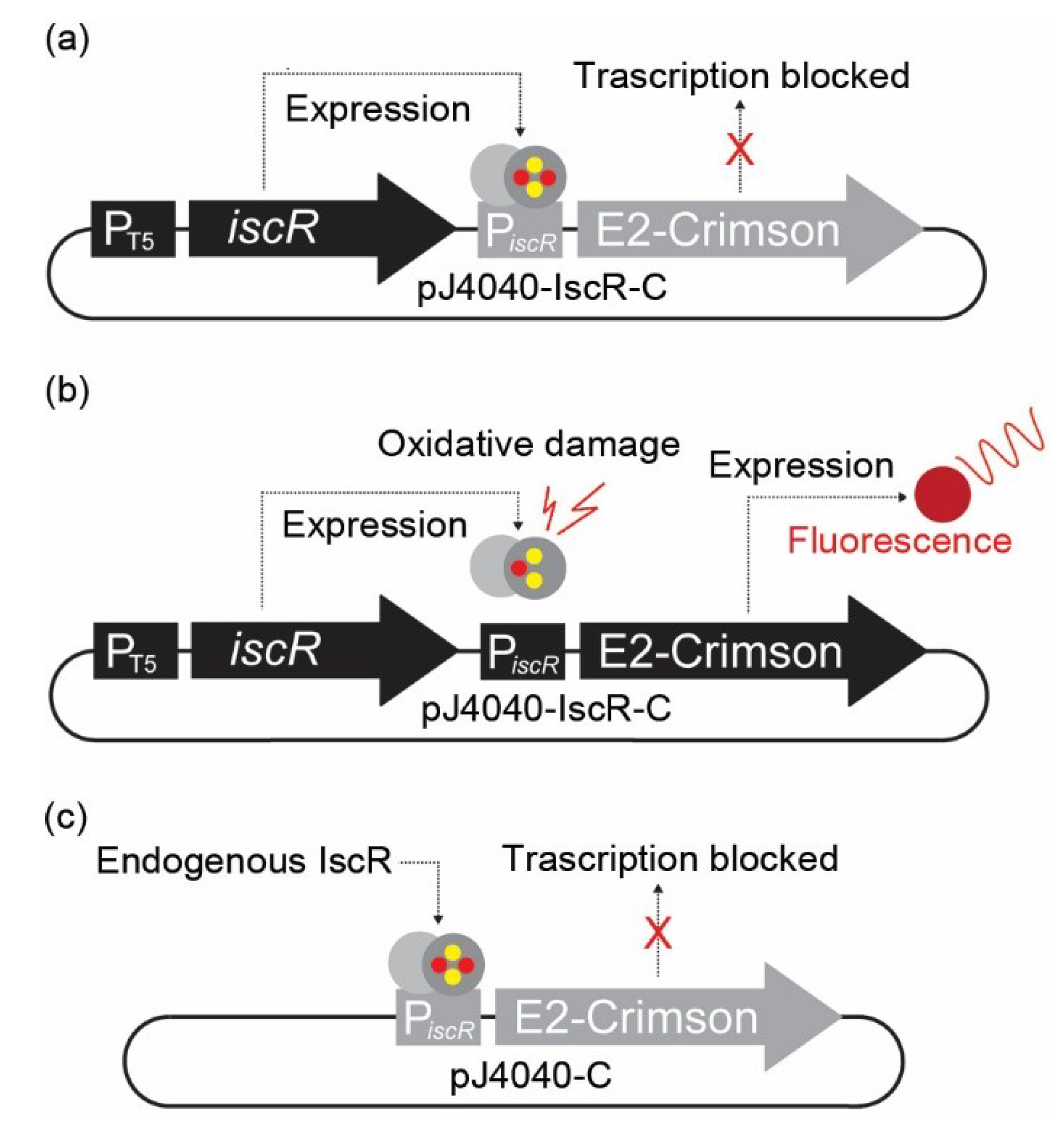Sensors 22 06334 g001