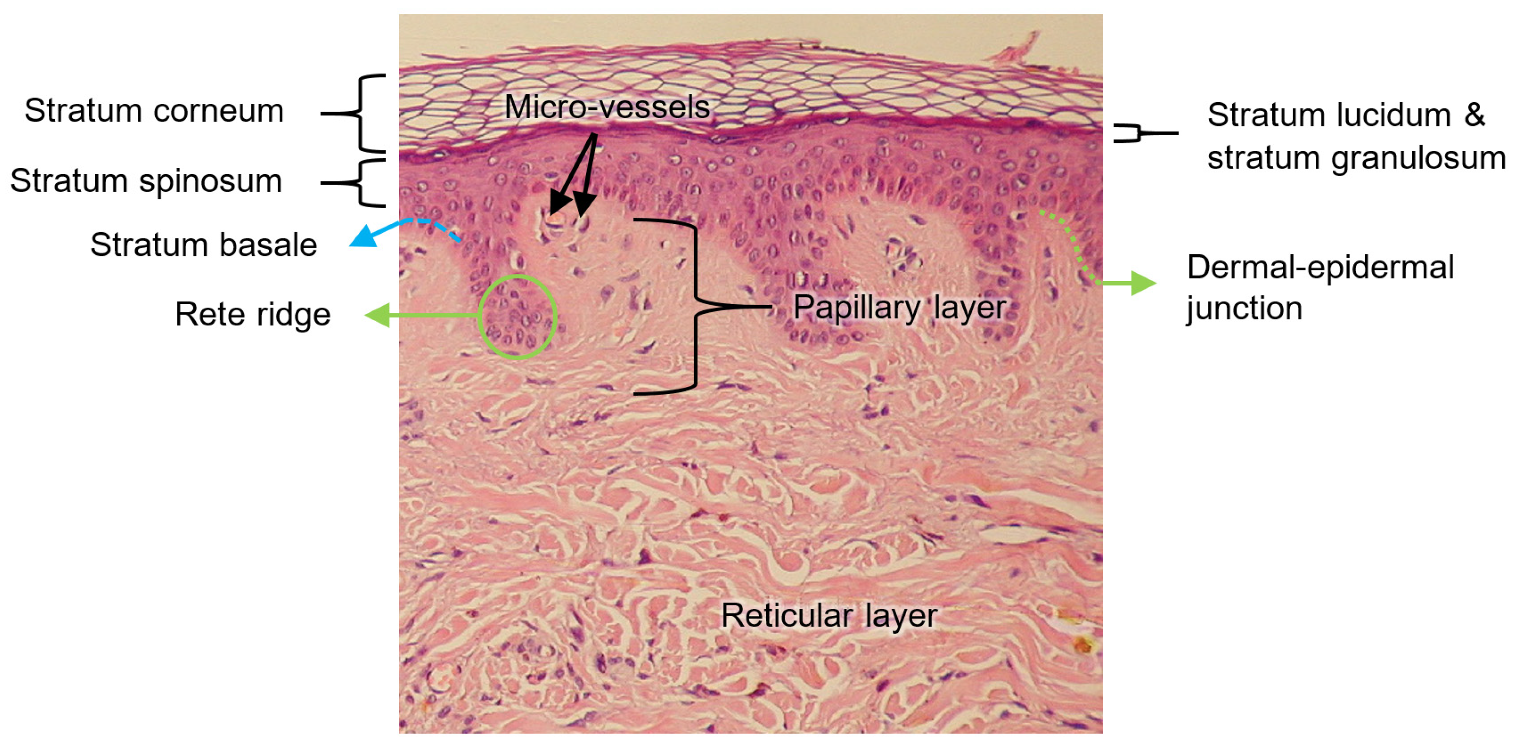 Sensors 22 06836 g003