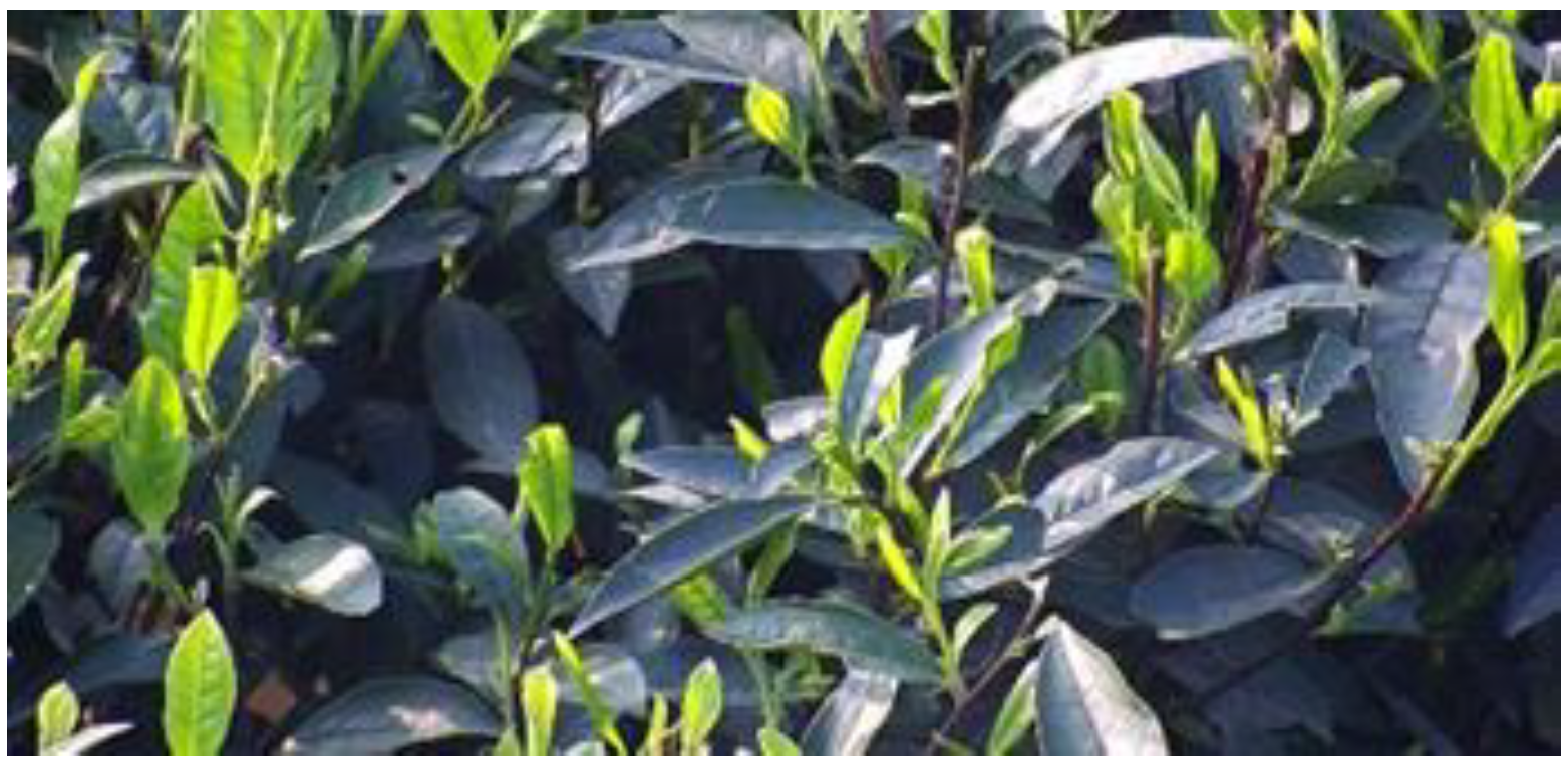 Sensors 23 00571 g006