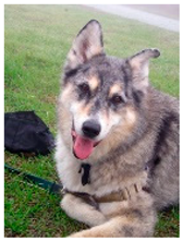 Sensors 23 00815 i172