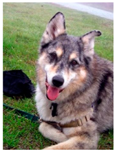 Sensors 23 00815 i178