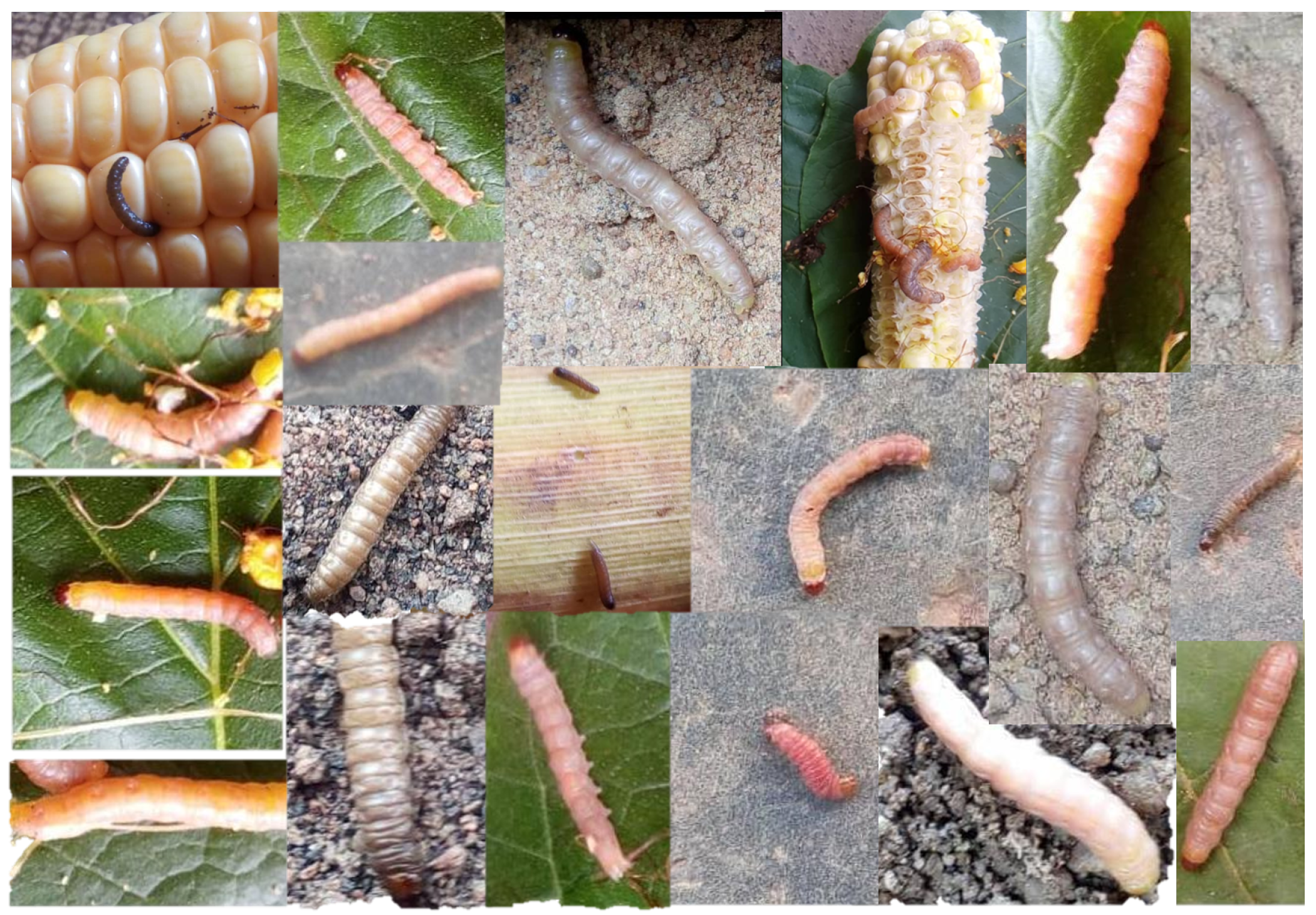 Sensors 23 03147 g007 Sensors 23 03147 g007