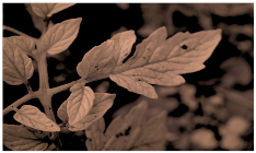 Sensors 23 08531 i009