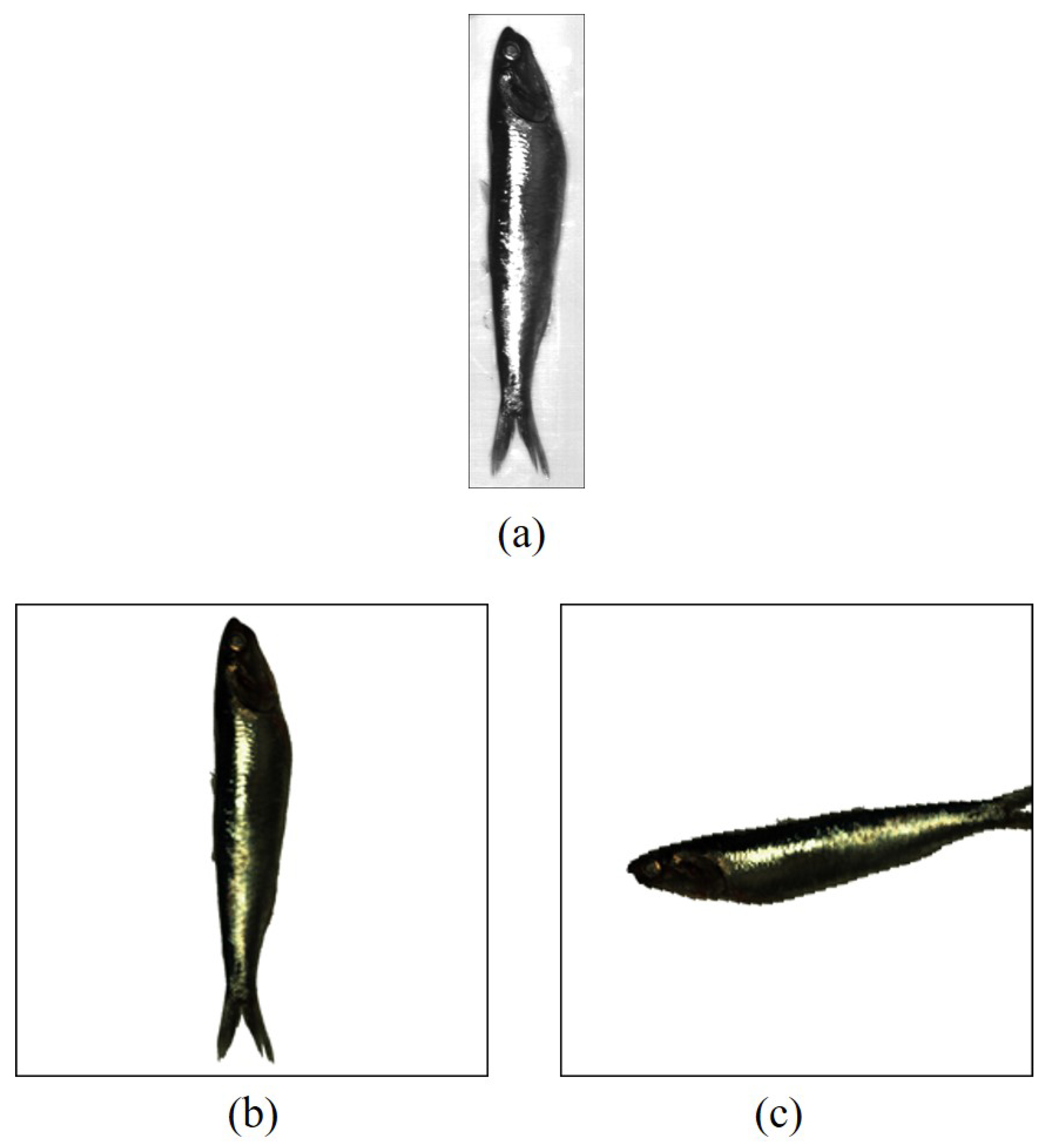 Sensors 23 08909 g007