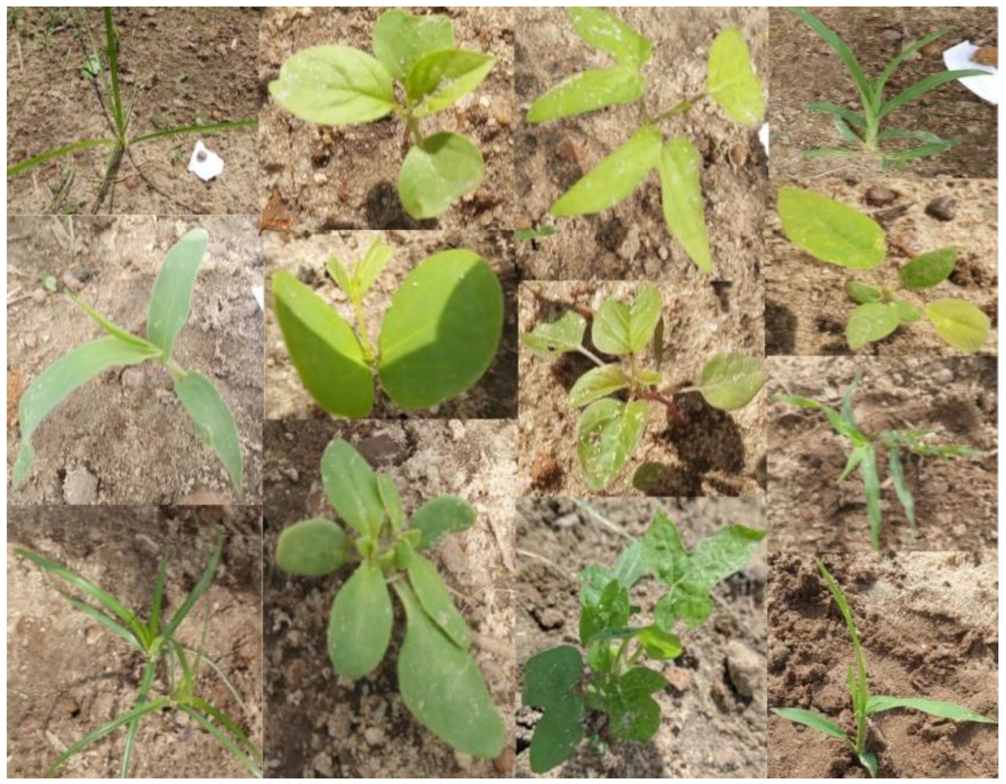 Sensors 24 00514 g001