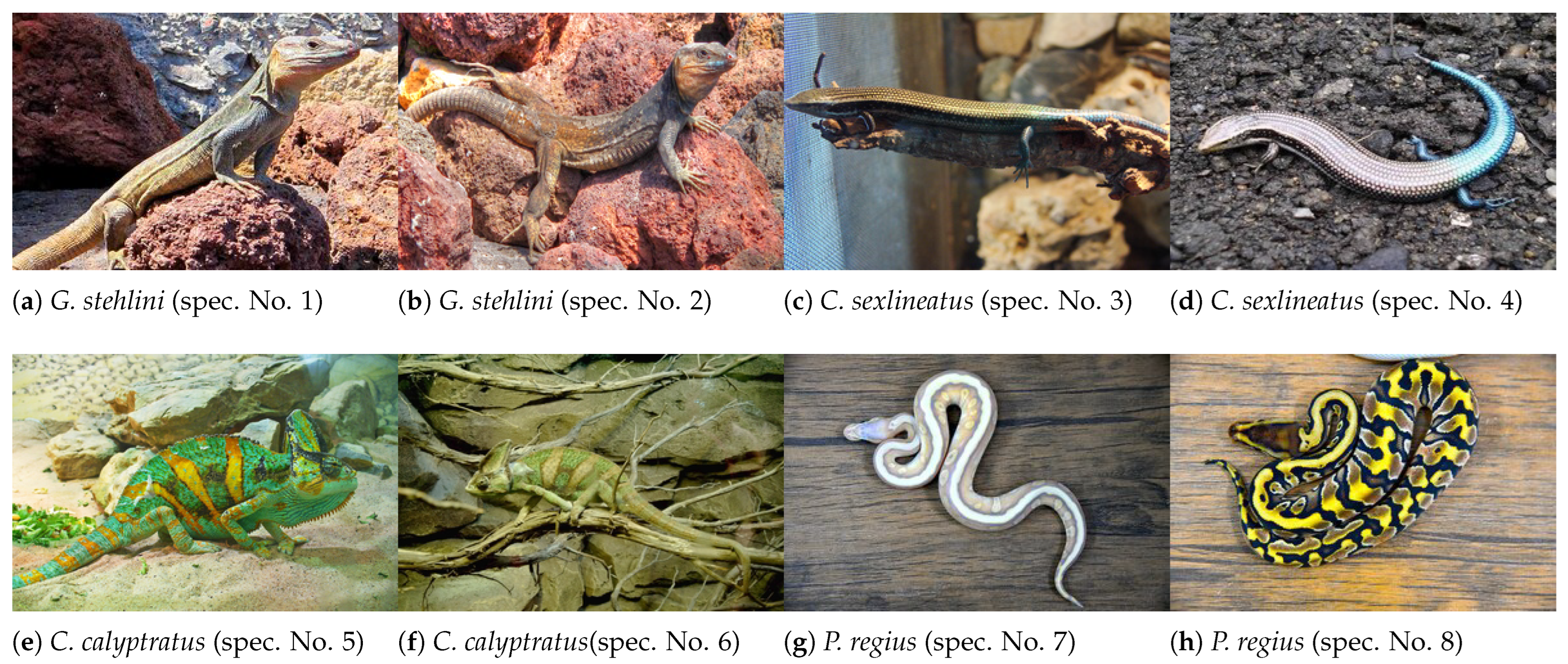 Sensors 24 01372 g0a1