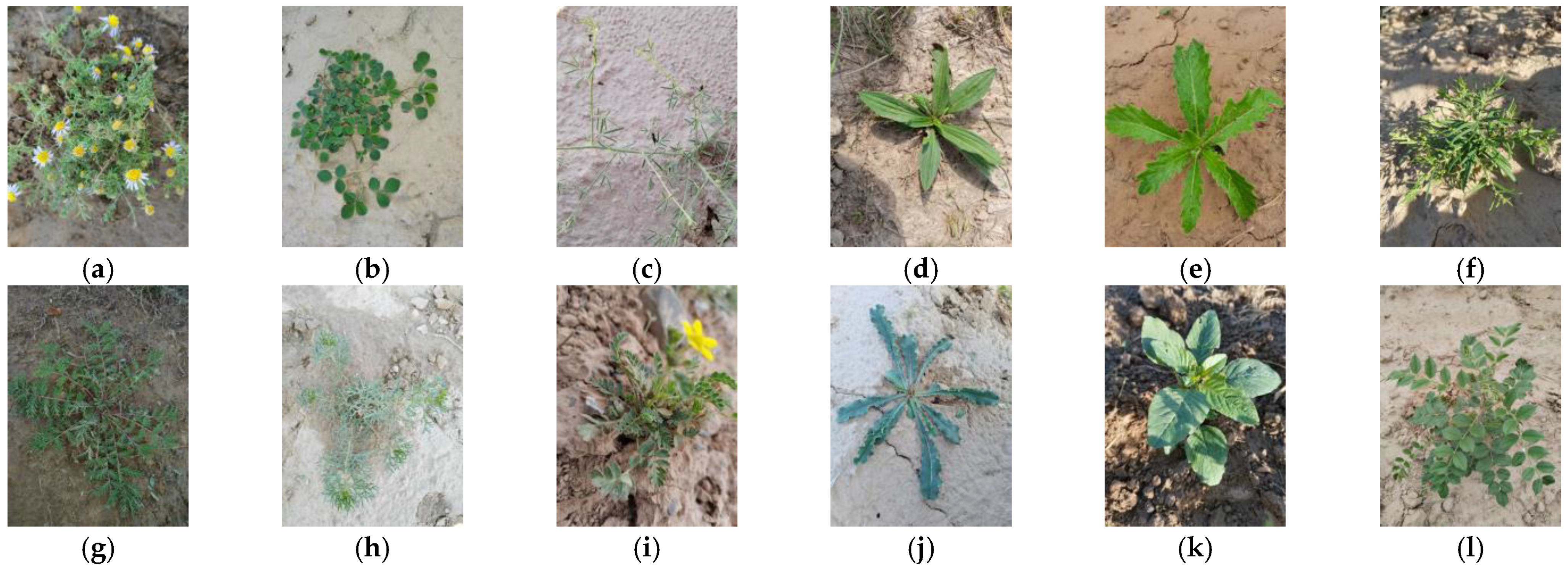 Sensors 24 03834 g005