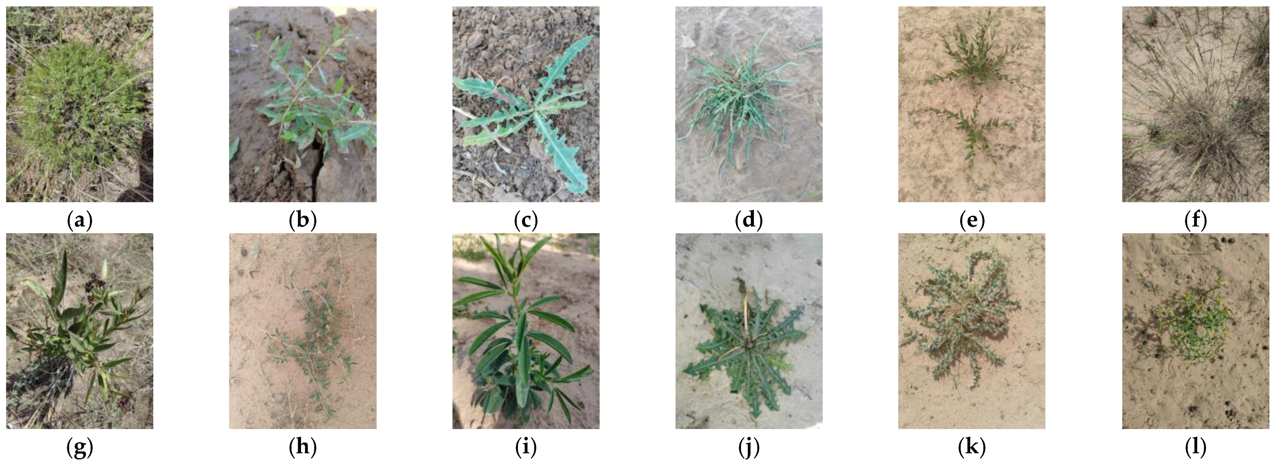 Sensors 24 03834 g006