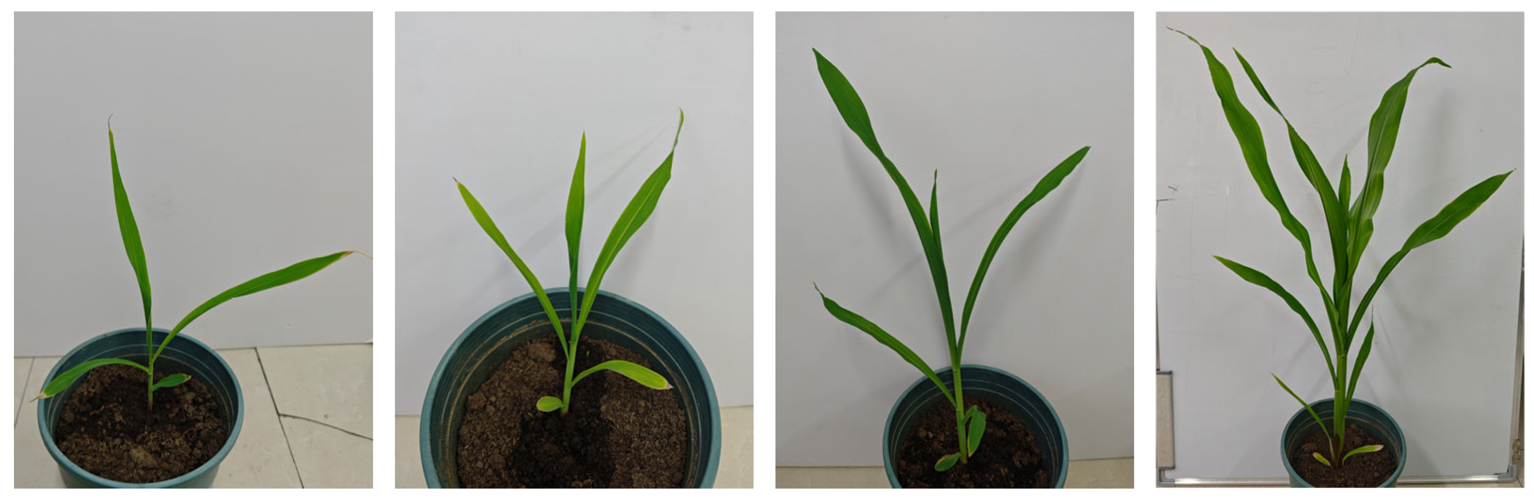 Sensors 24 05279 g001