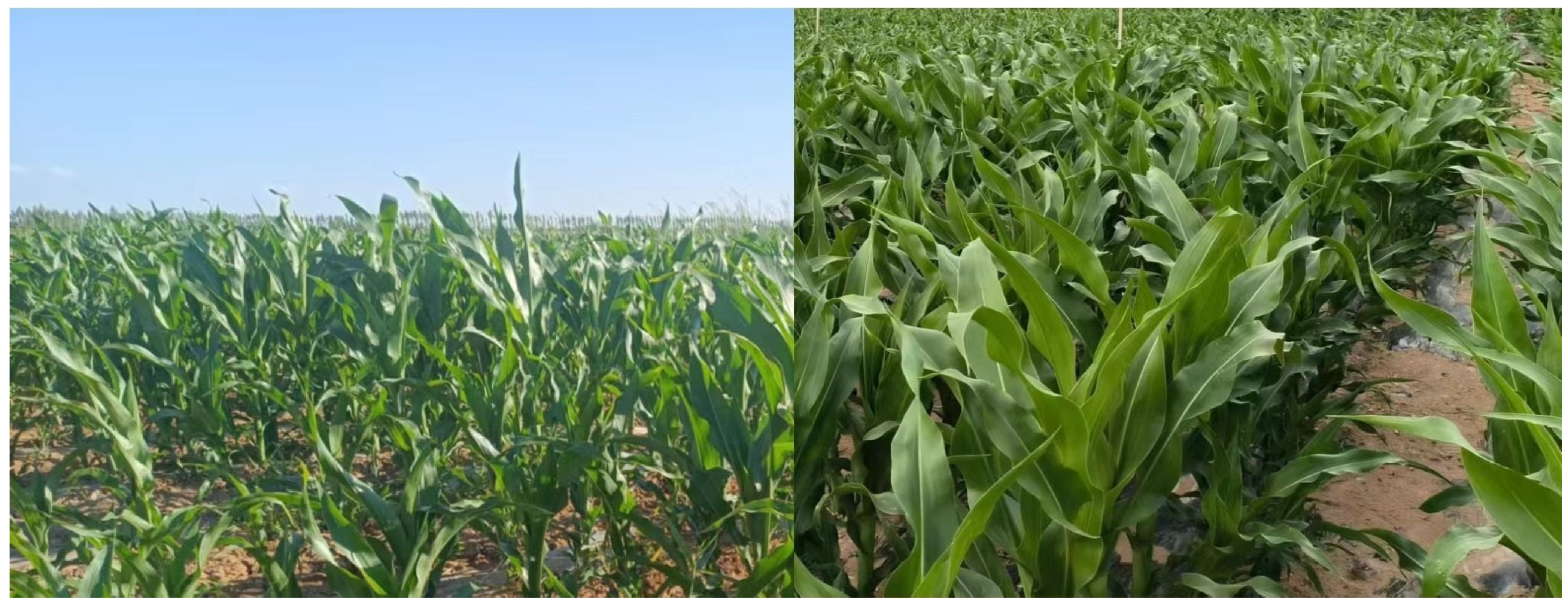 Sensors 24 06864 g004