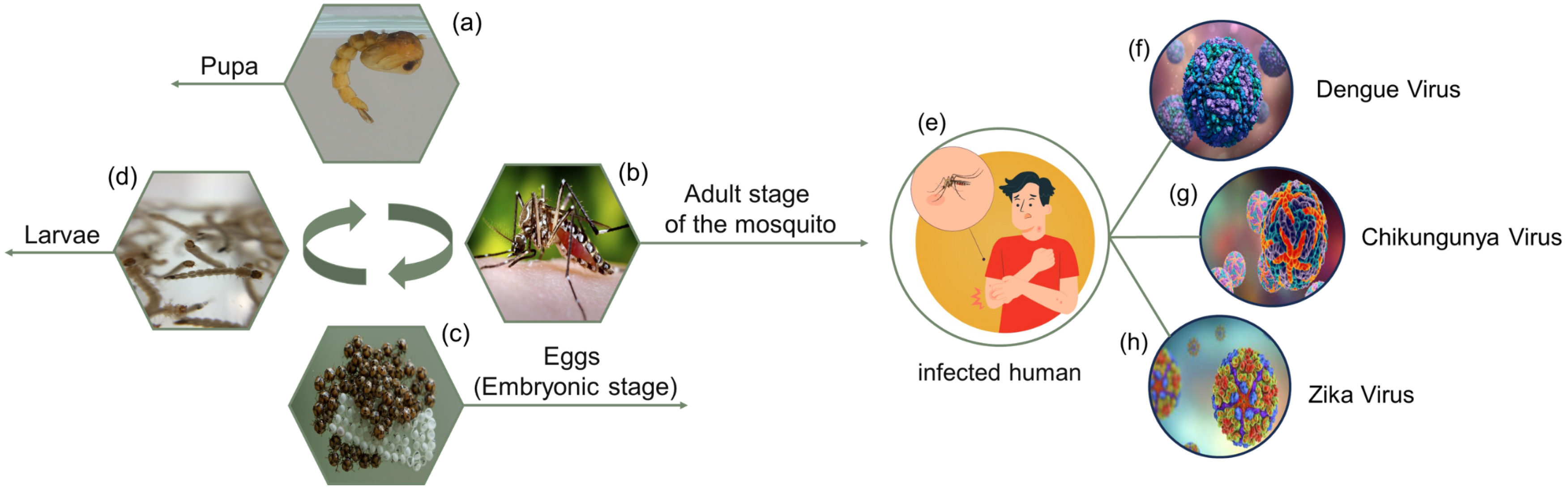 Sensors 24 06932 g001