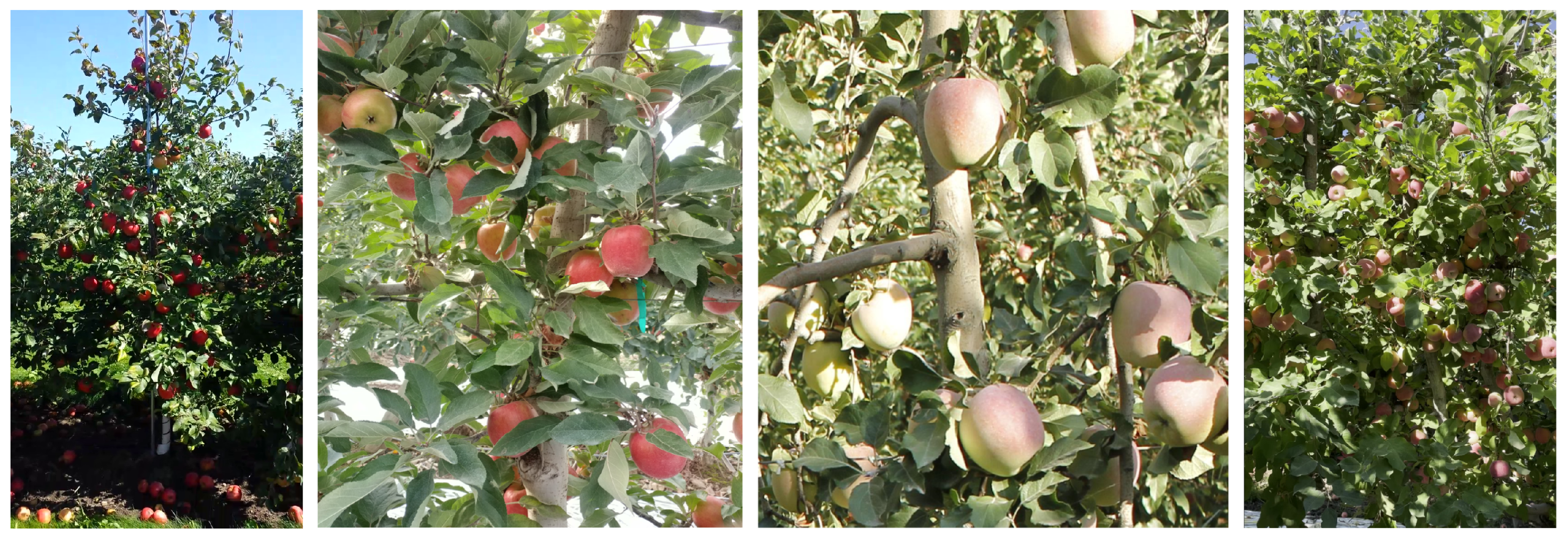 Sensors 24 07012 g003