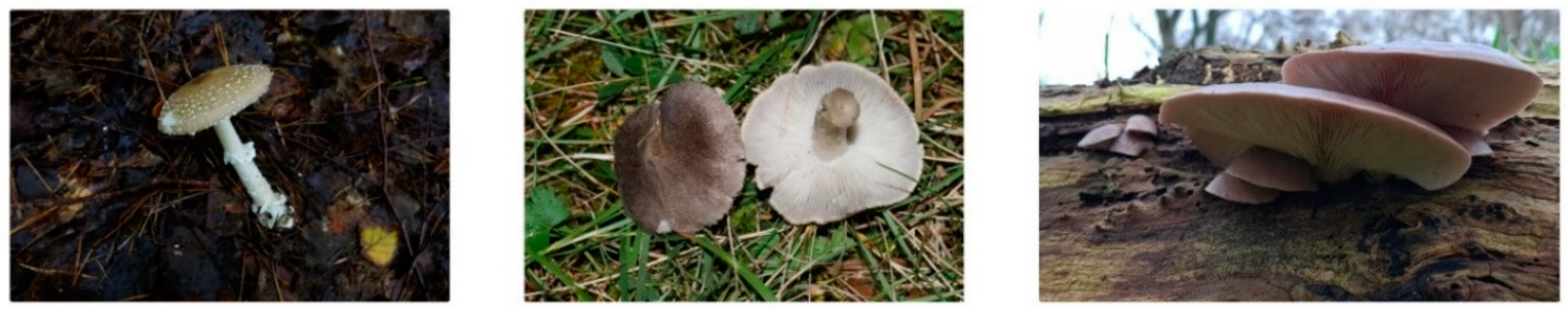 Sensors 24 07189 g004