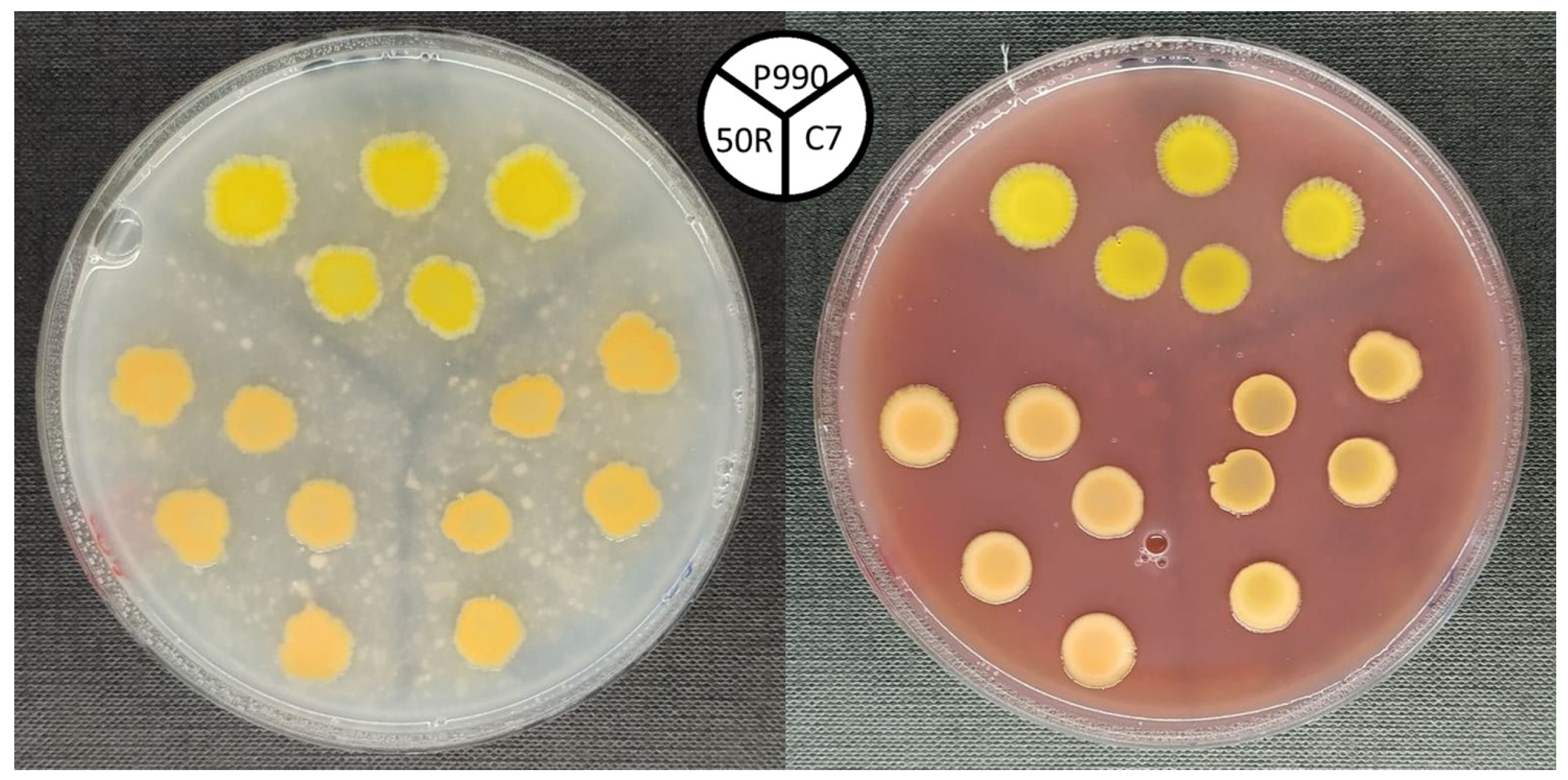 Sensors 24 07616 g001