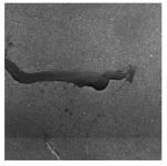 Sensors 25 03373 i001