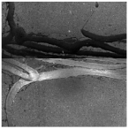 Sensors 25 03373 i009