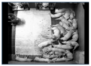 Sensors 25 03406 i002