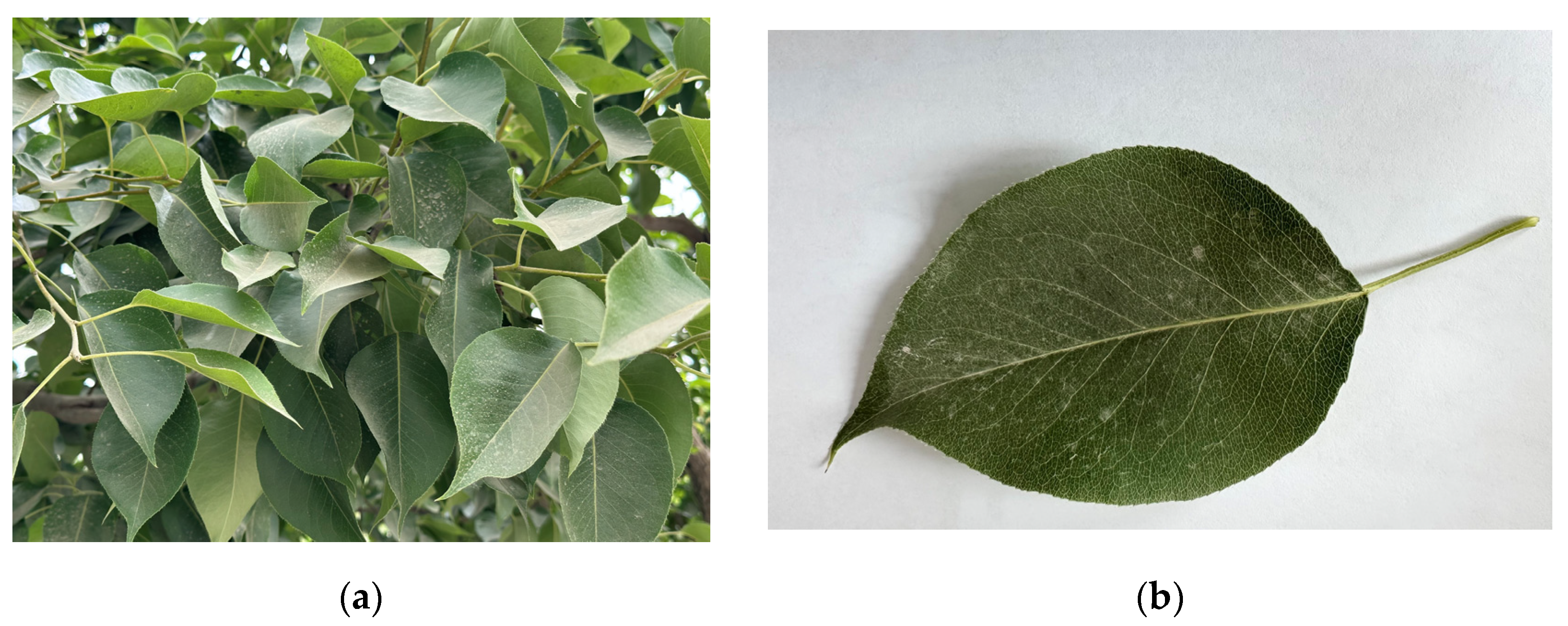 Sensors 25 03552 g002