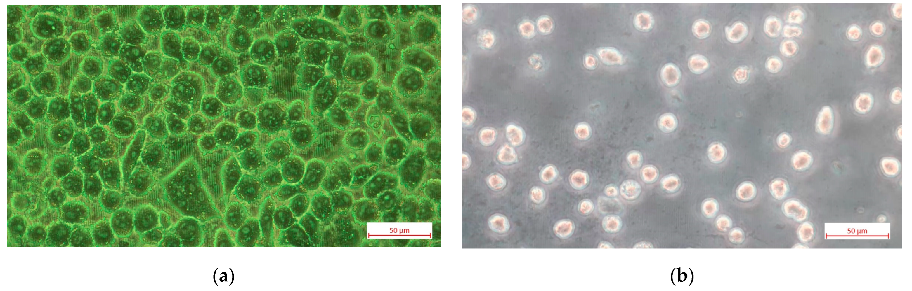 Sensors 25 03905 g004