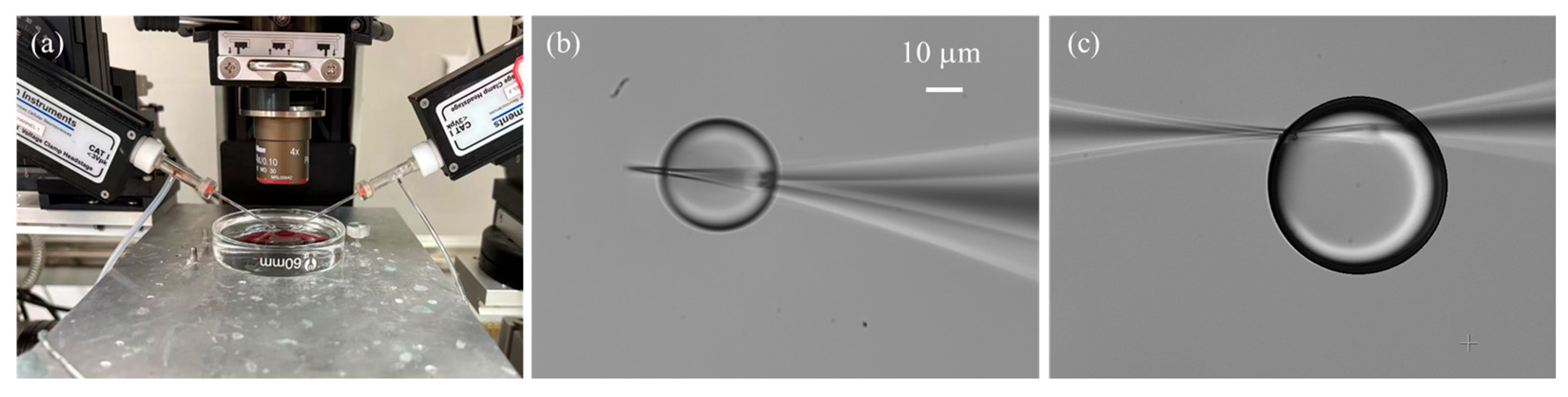 Sensors 25 06647 g006