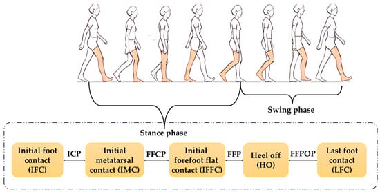 Division of the Gait Cycle.