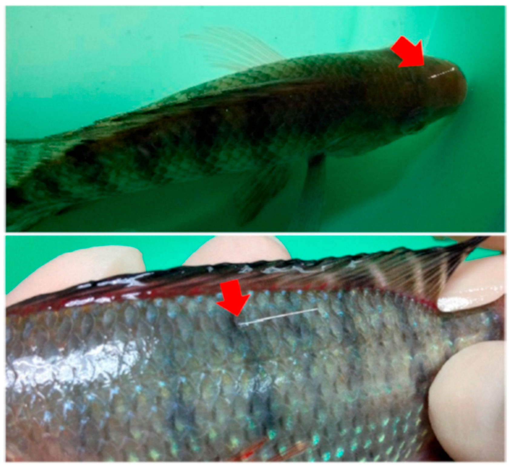 Separations 07 00006 g002