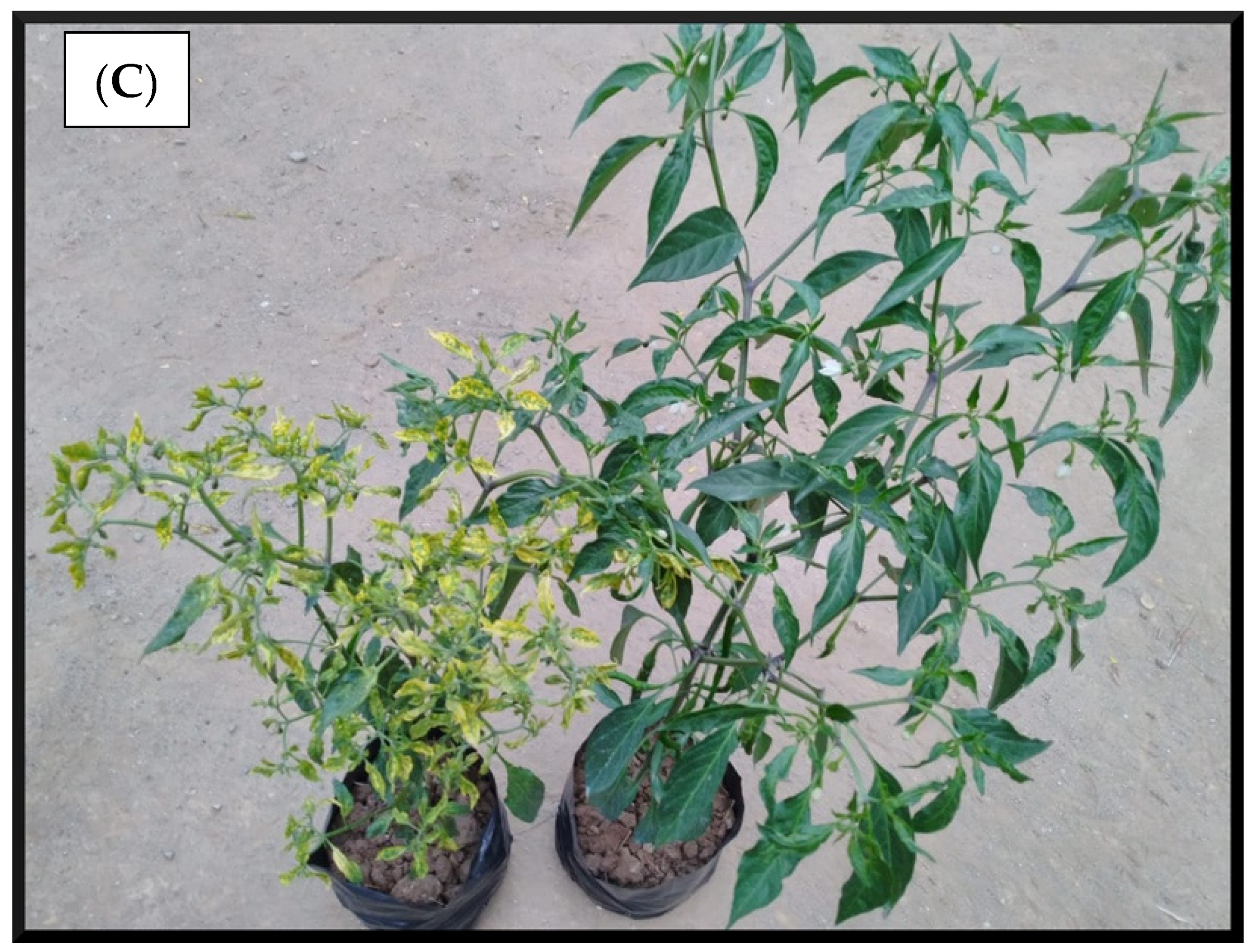 Separations 08 00136 g001b