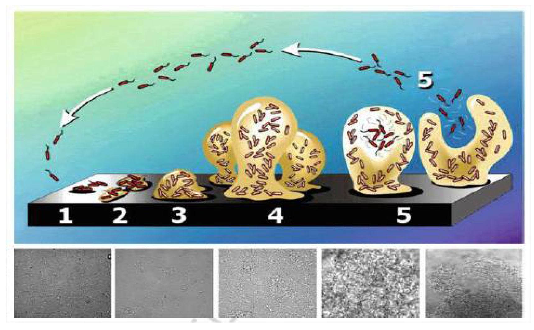 Separations 09 00001 g034