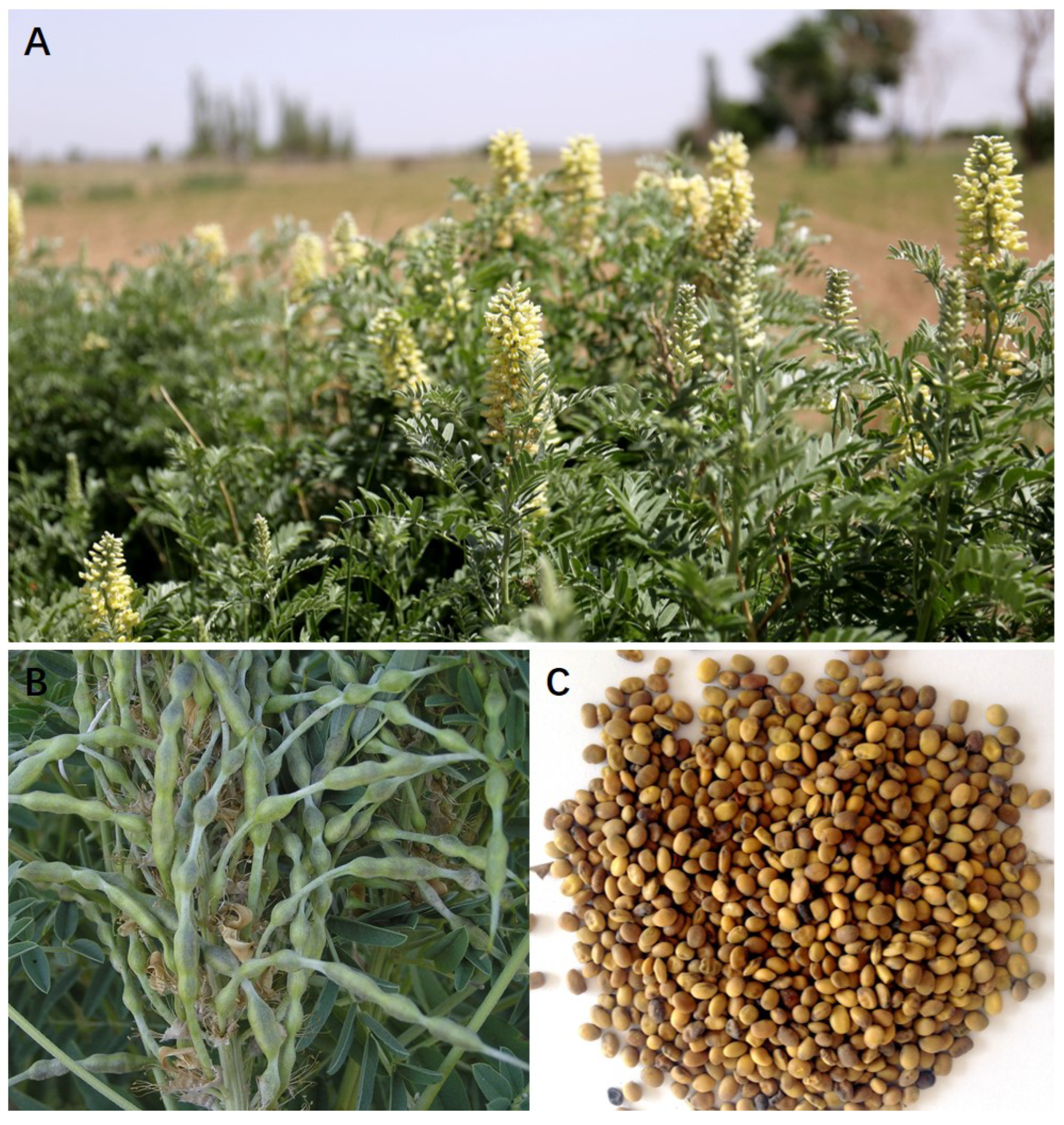 Separations 09 00380 g001