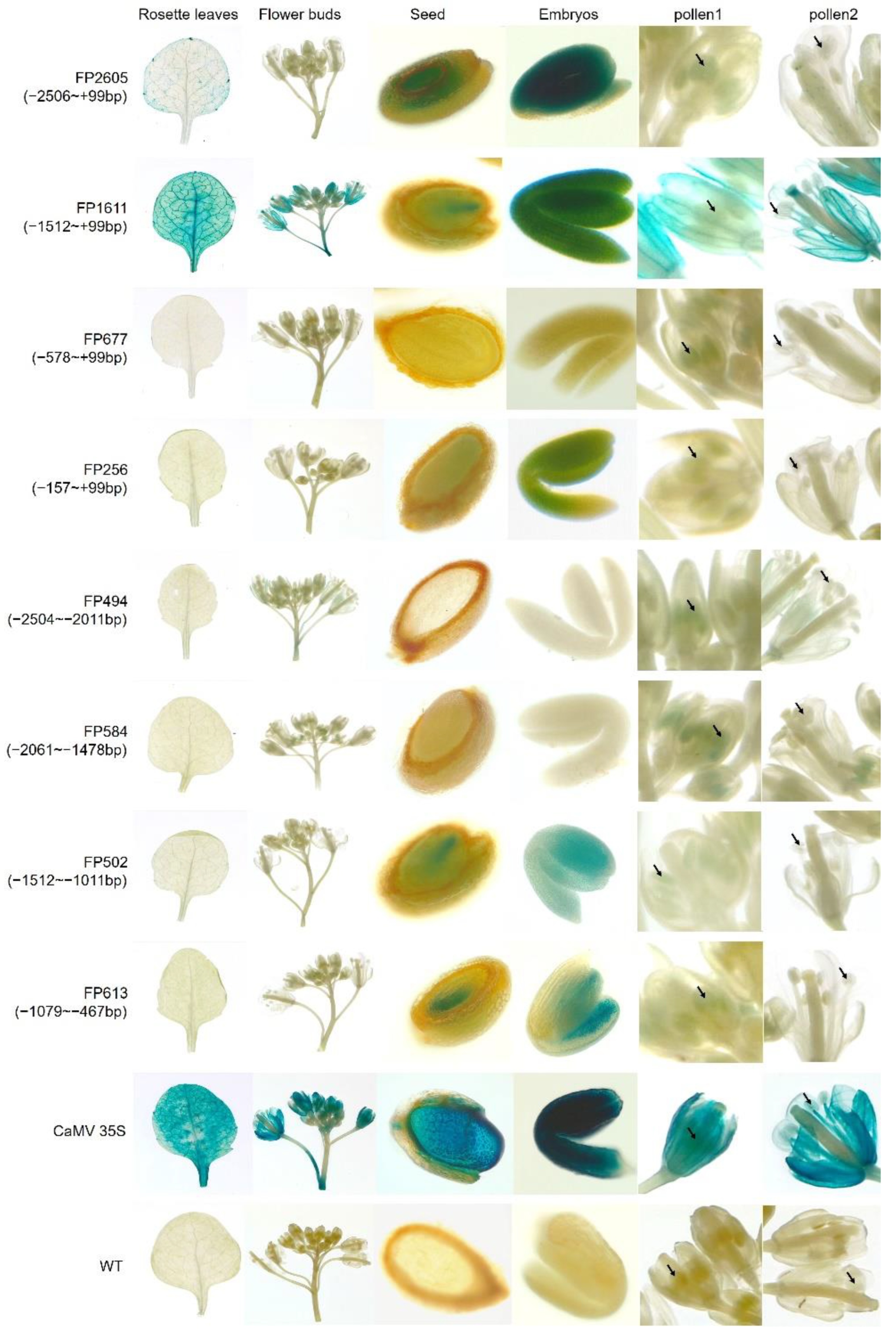 Separations 10 00002 g002 Separations 10 00002 g002