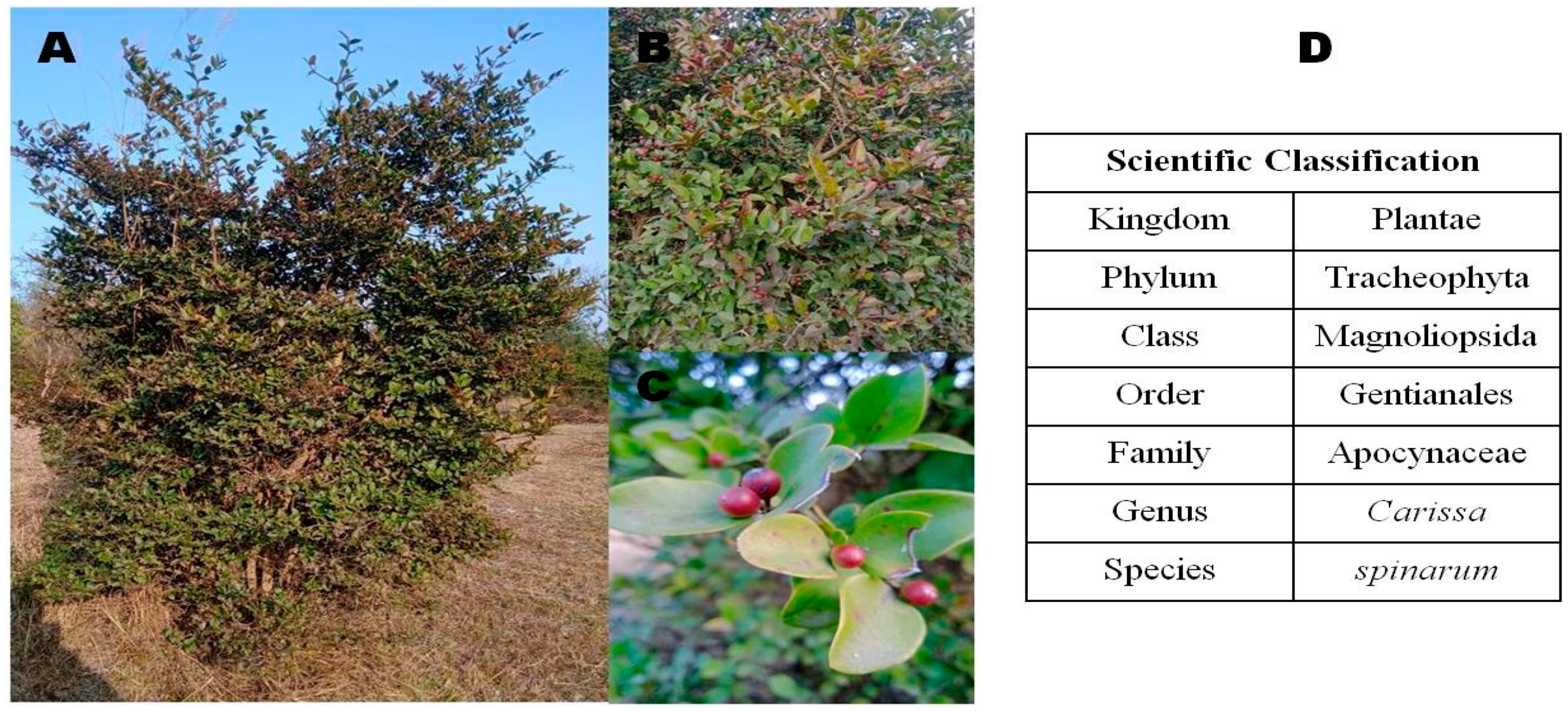 Separations 10 00158 g001