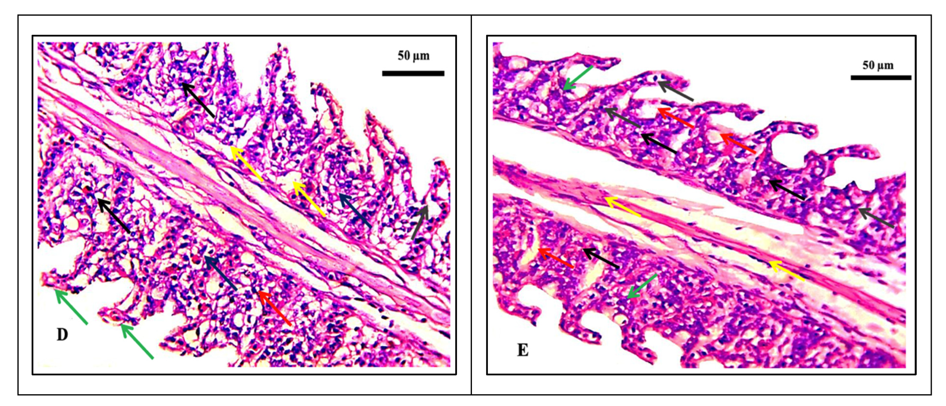 Separations 10 00173 g004b Separations 10 00173 g004b