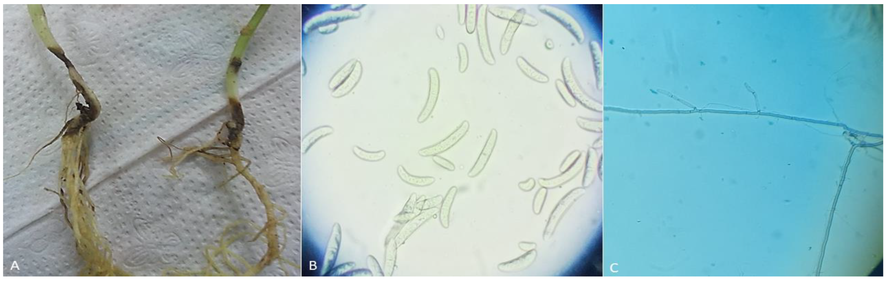 Separations 10 00369 g001