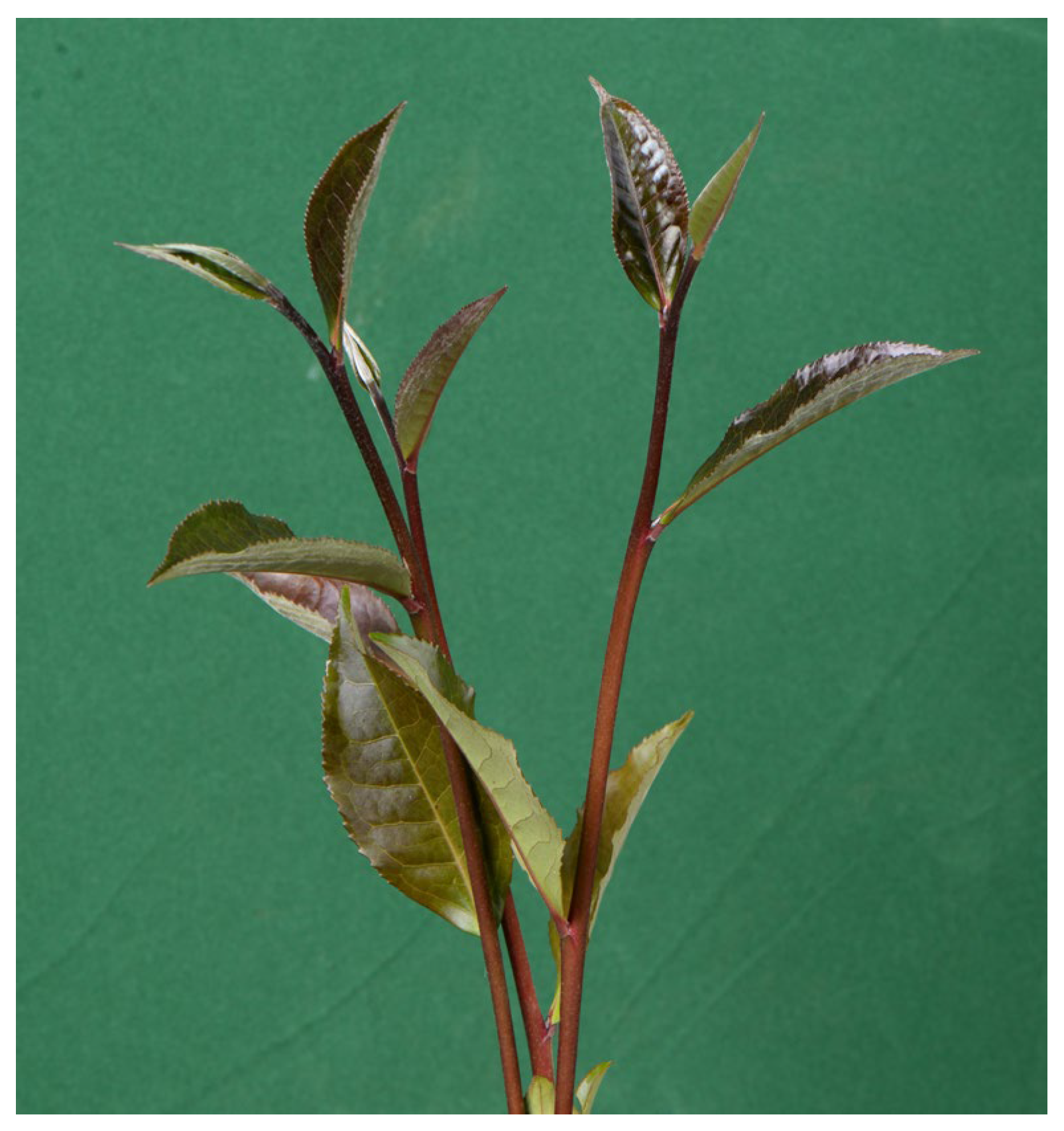 Separations 11 00157 g001