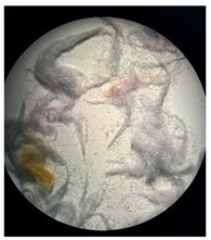 Separations 12 00028 i005