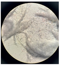 Separations 12 00028 i006